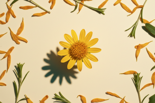 Arnica Montana: The Alpine Healer That's Been Refreshing Skin Since the 16th Century