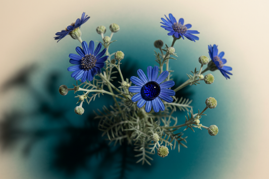 Blue Tansy: The Blue That Quiets Everything (And Has Been Doing It for Centuries)