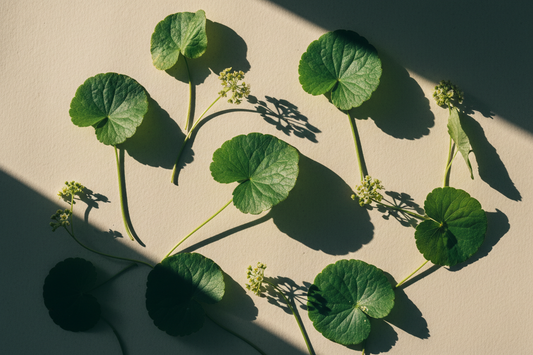 Centella Asiatica: The Humble Weed That Heals Everything It Touches