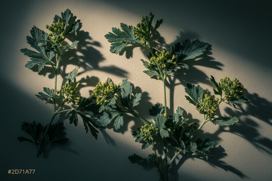 Mugwort: The Moody, Misunderstood Herb That’s Been Healing Skin for 2,000 Years